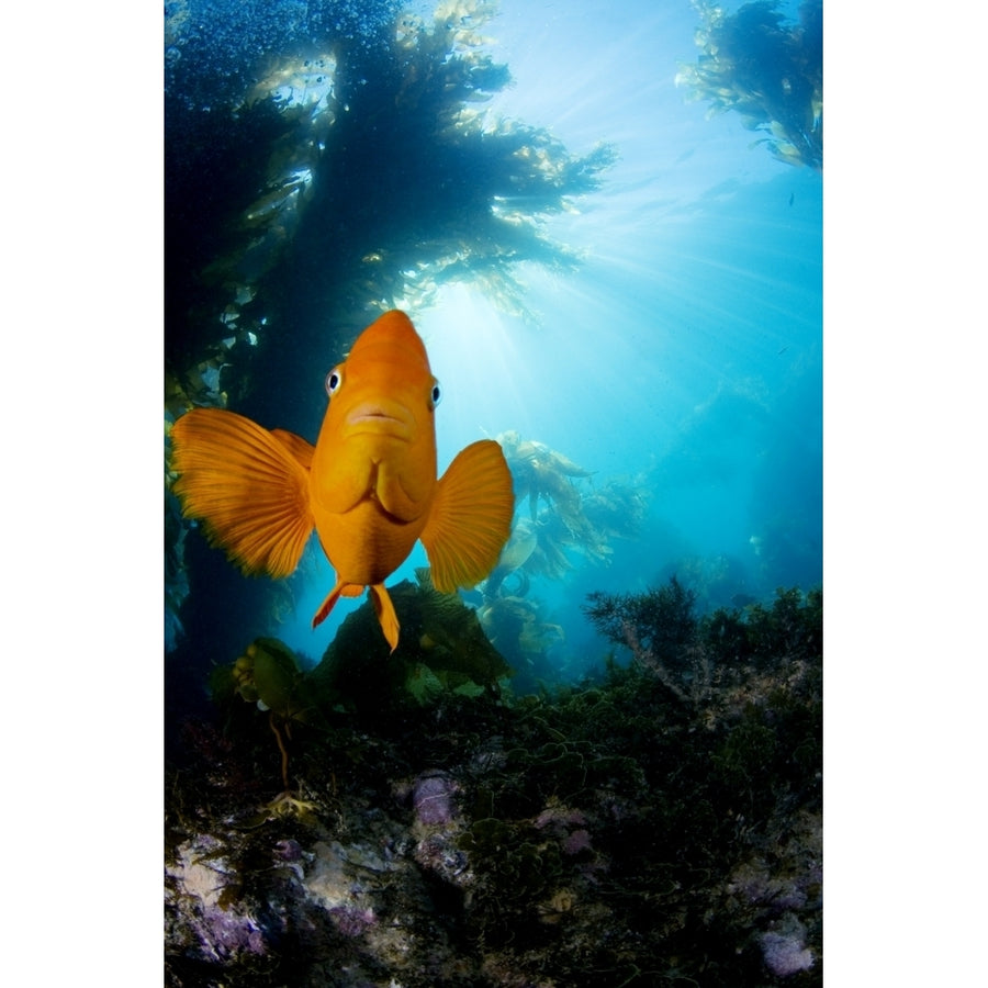 USA California Garibaldi Fish In Kelp Forest ; Catalina Island Image 1