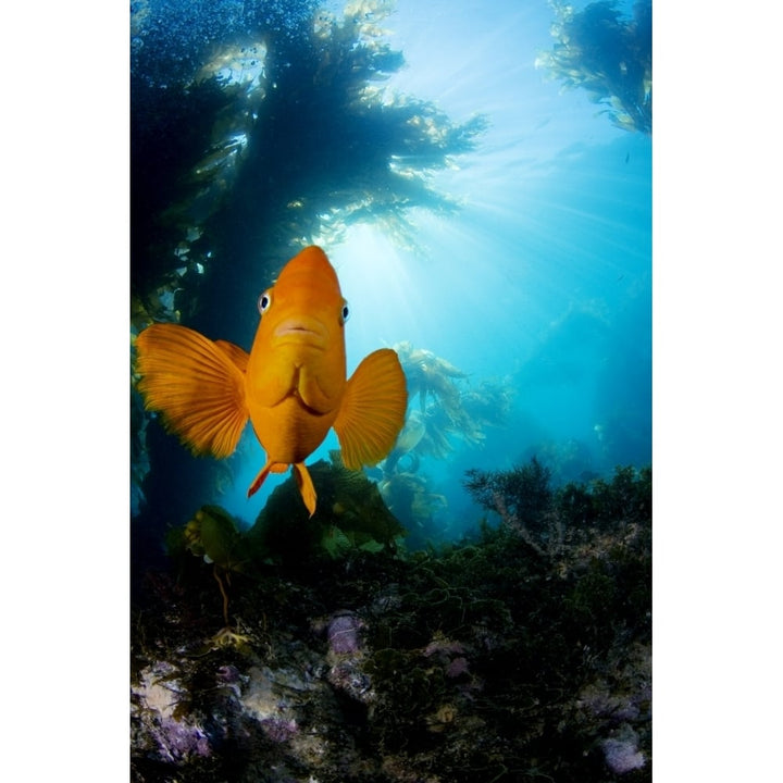 USA California Garibaldi Fish In Kelp Forest ; Catalina Island Image 1