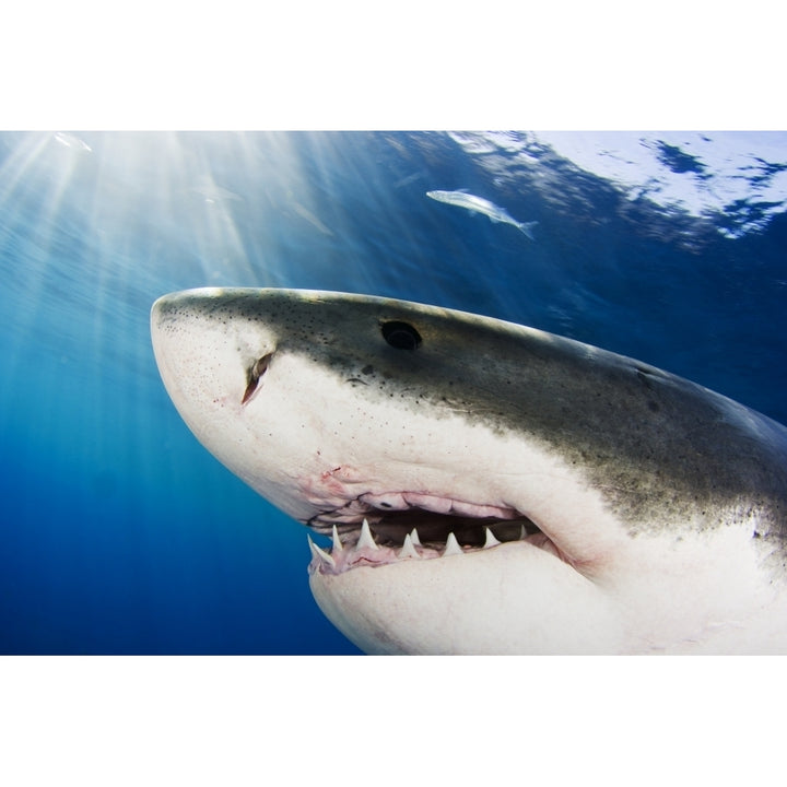 Great White Shark ; Mexico Poster Print Image 1