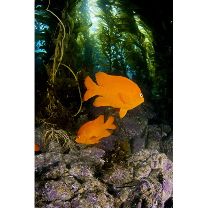 USA Garibaldi Fish In Kelp Forest ; California Poster Print Image 1