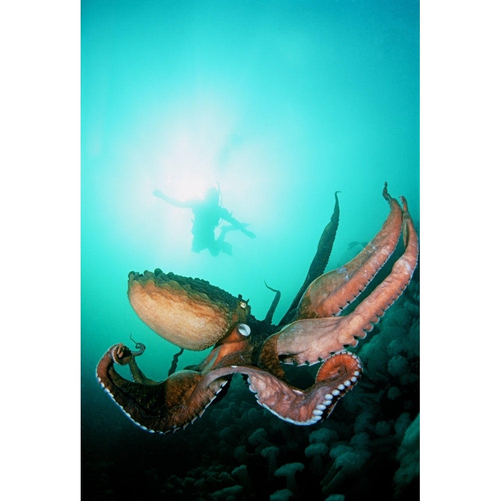 Canada British Columbia Giant Pacific Octopus With Diver Viewing Down. Poster Print Image 1