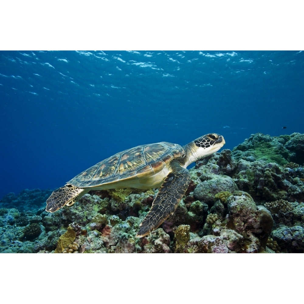 Micronesia Yap Green Sea Turtle Over Coral Reef. Poster Print Image 2