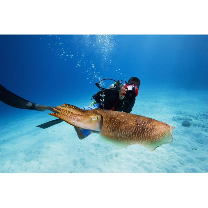 Micronesia Diver With Camera Swims Near Common Cuttlefish; Palau Poster Print Image 1