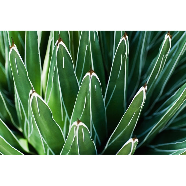 Yucca Plant Close-Up Of Patterns In Leaves. Poster Print Image 2