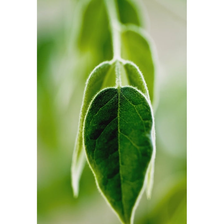 Evergreen Shrub Selective Focus On Green Leaves. Poster Print Image 1