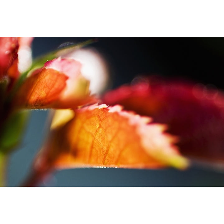 Red Pigmy Japanese Maple Selective Focus On Red And Orange Leaves. Poster Print Image 2