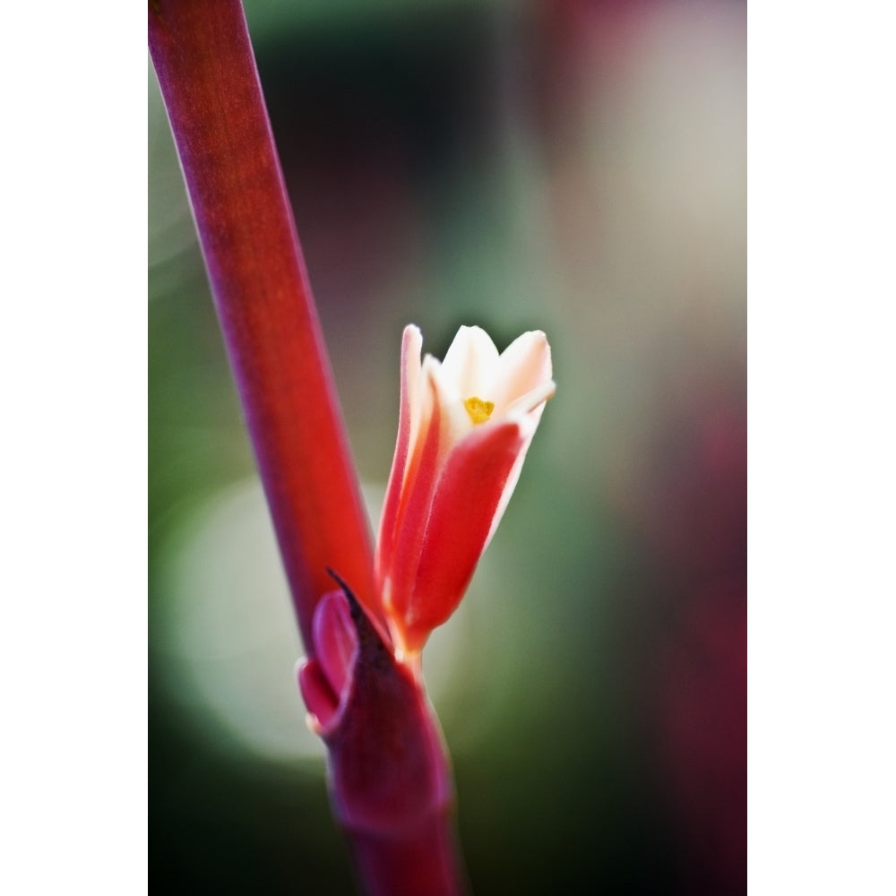 Red Spangles Heuchera Blossom On Stem. Poster Print Image 1