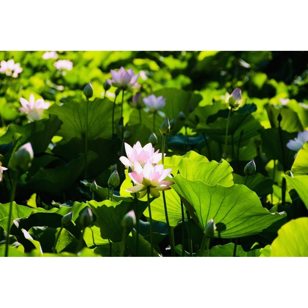 Pink Lotus Flowers Growing Among Leaves. Poster Print Image 2