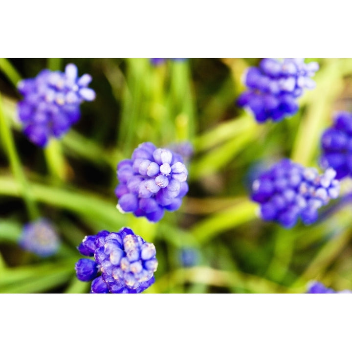 Grape Hyacinths View From Above Of Purple Flowers. Poster Print Image 2