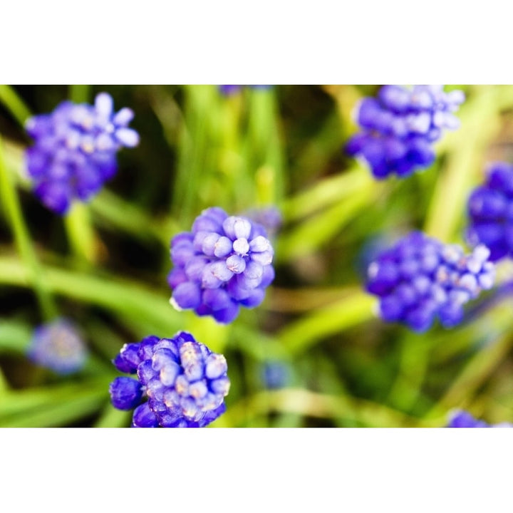 Grape Hyacinths View From Above Of Purple Flowers. Poster Print Image 1