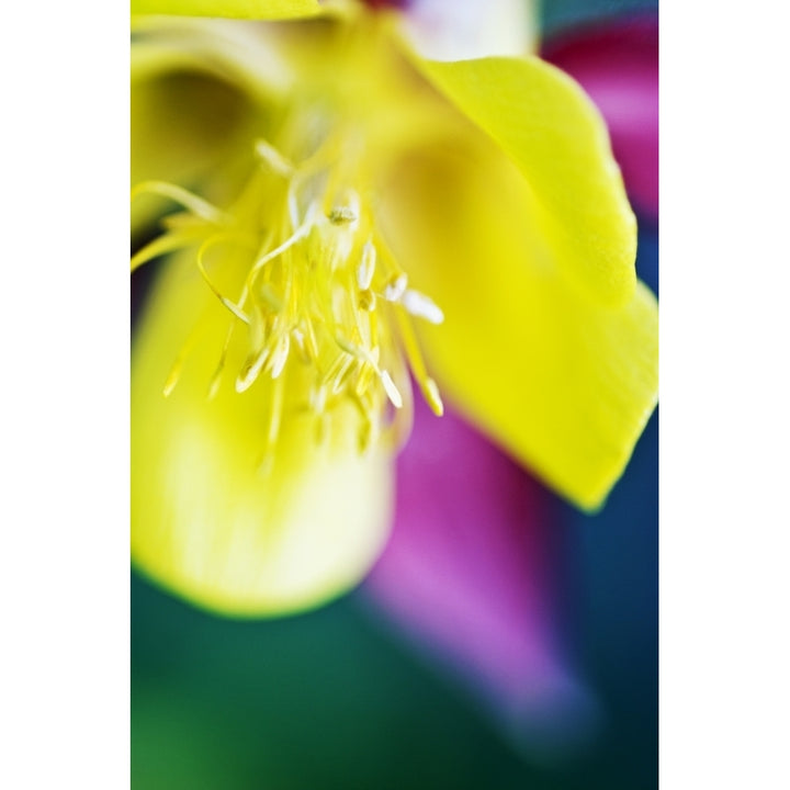 Columbine Macro Close-Up Of Blossom. Poster Print Image 1