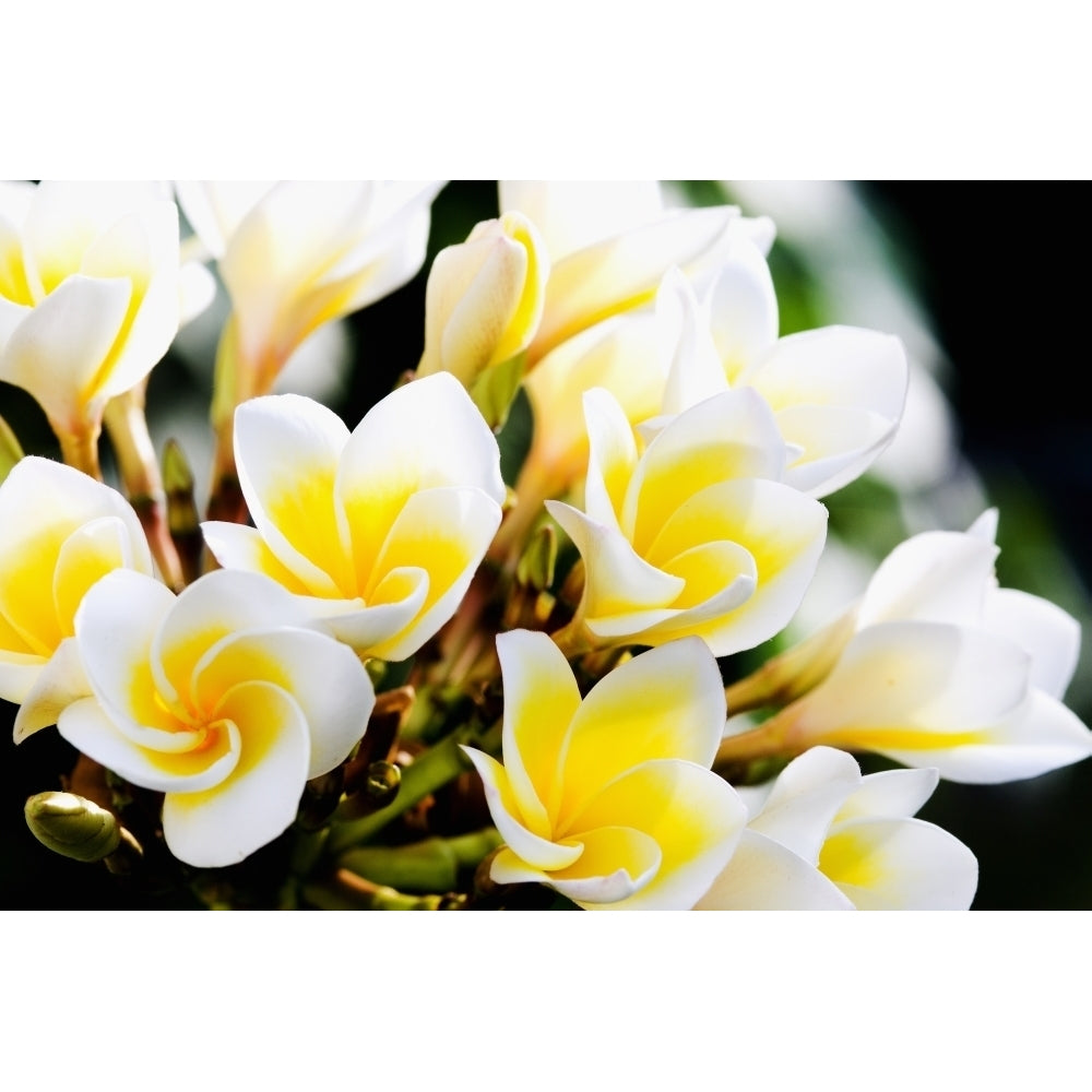 Thailand Phuket Kata Noi Cluster Of Young Plumeria Flowers Poster Print Image 2