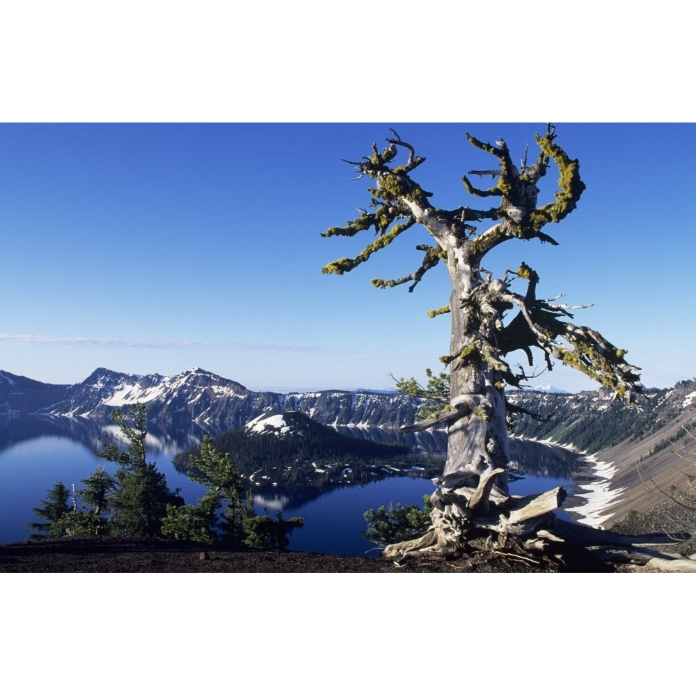 USA Crater Lake National Park; Oregon Gnarled Pine Tree Snag Above Crater Lake And Wizard Island Print Image 1