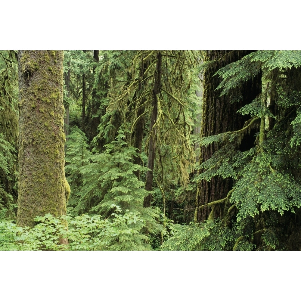 USA Olympic National Park; Washington State Quinault Rainforest Old Growth Of Spruce And Hemlock Fir Print Image 1