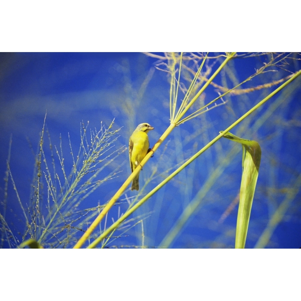 Closeup Of Yellow Fronted Canary Sitting On Green Stalk Blue Sky. Poster Print Image 1