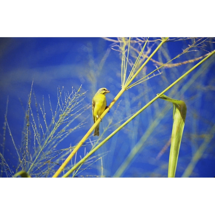 Closeup Of Yellow Fronted Canary Sitting On Green Stalk Blue Sky. Poster Print Image 1