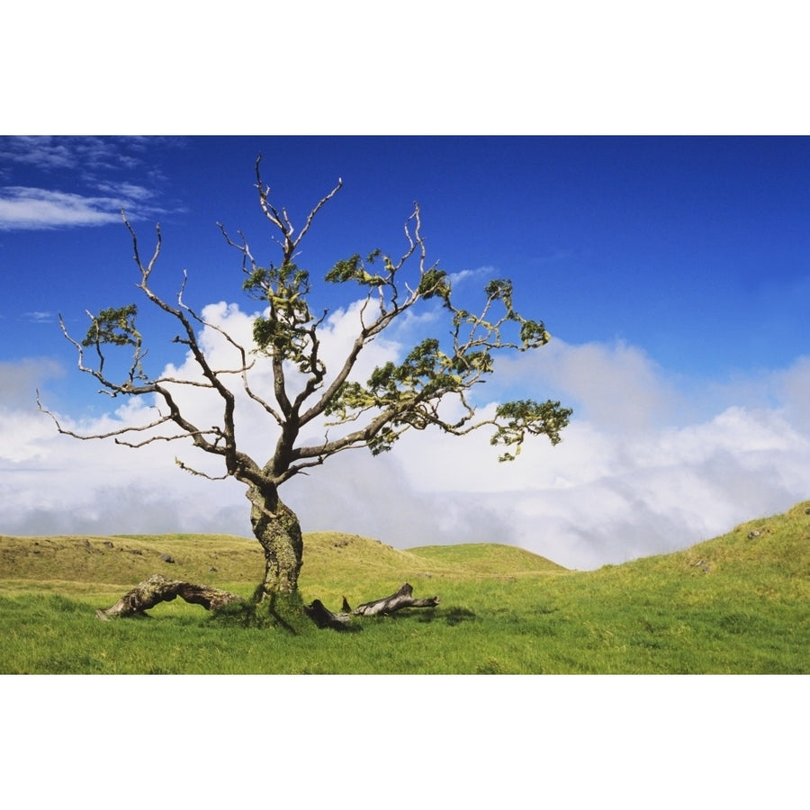 USA Hawaii Green Rolling Hills With Cloudy Sky and Koa Tree; Big Island Poster Print Image 1