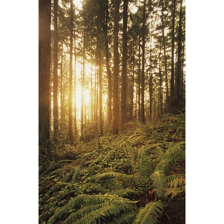 USA Oregon Ferns And Ivy; Portland Warm Sunlight Shining Through Fir Trees Wildwood Trail Poster Print Image 1