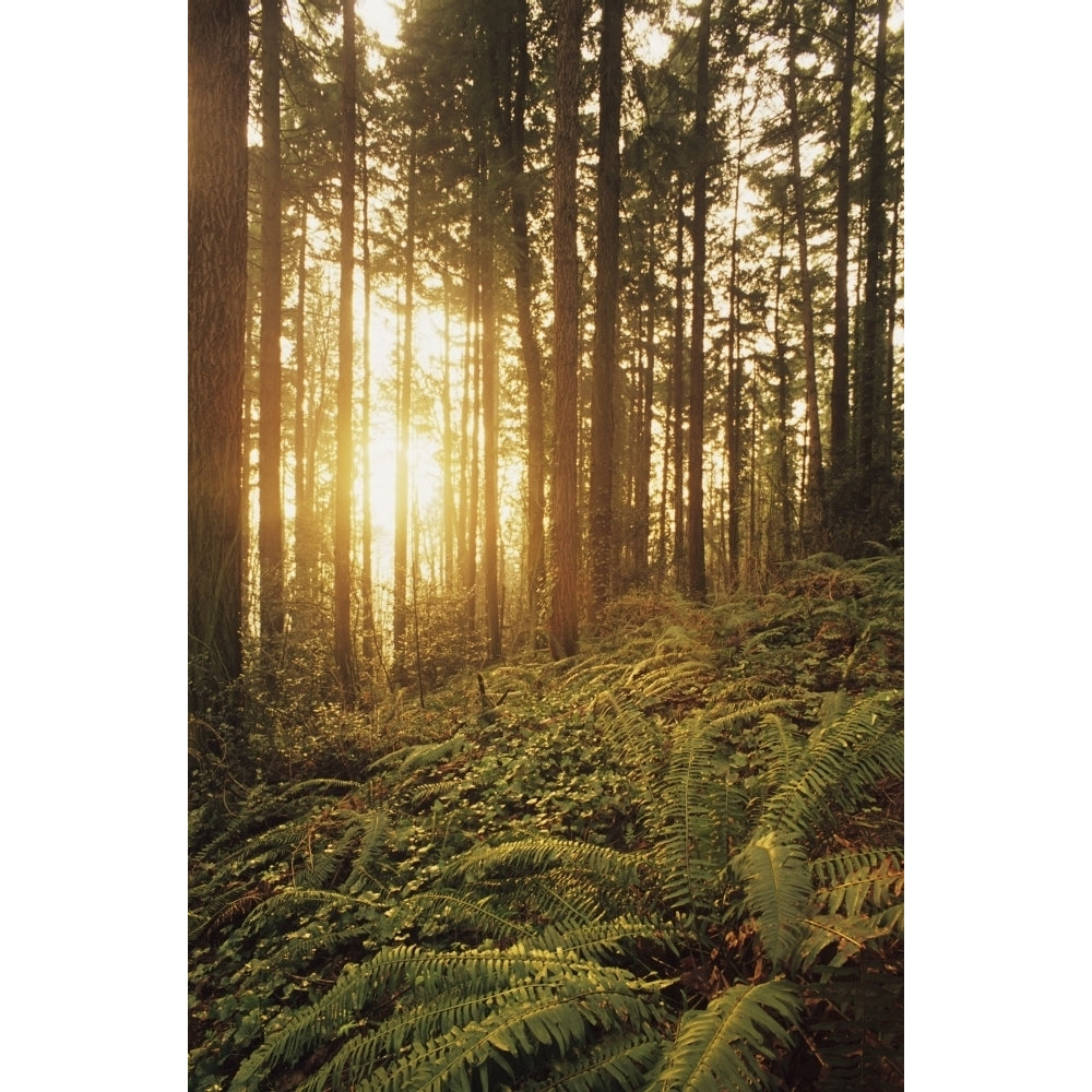 USA Oregon Ferns And Ivy; Portland Warm Sunlight Shining Through Fir Trees Wildwood Trail Poster Print Image 2