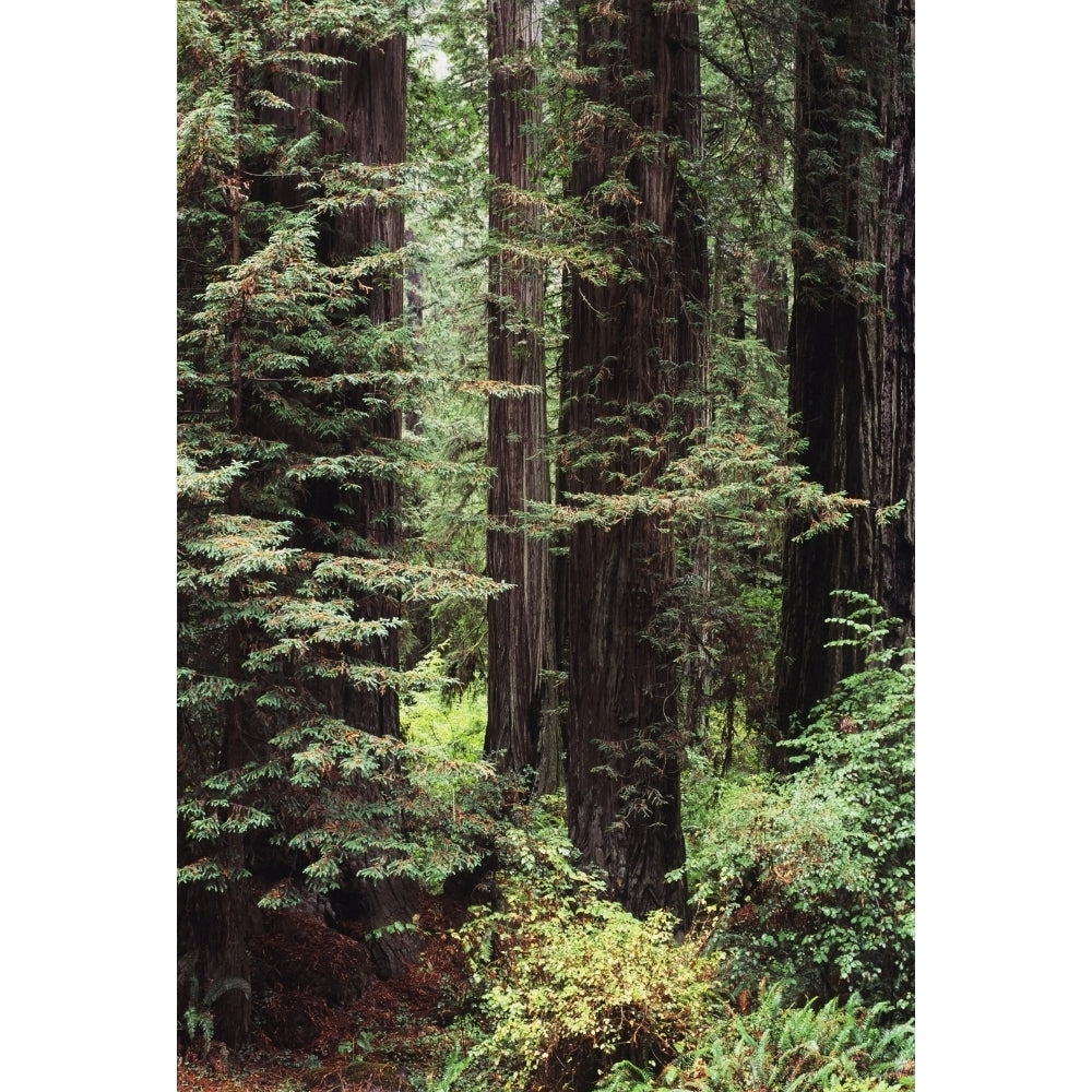 USA Jedediah Smith Redwoods State Park; California Old Growth Of Tall Redwood Trees Poster Print Image 2