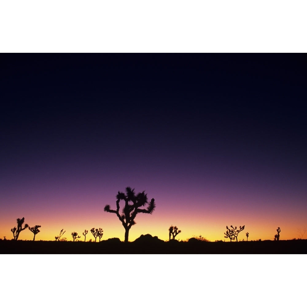 California Mojave Desert Joshua Tree National Park Joshua Trees Silhouetted At Dawn. Poster Print Image 1