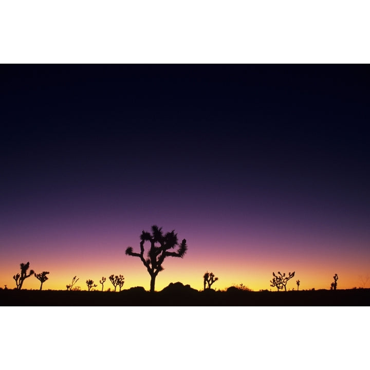 California Mojave Desert Joshua Tree National Park Joshua Trees Silhouetted At Dawn. Poster Print Image 1