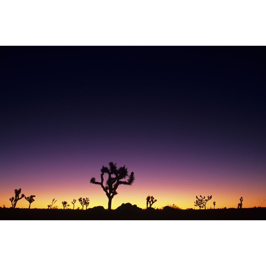 California Mojave Desert Joshua Tree National Park Joshua Trees Silhouetted At Dawn. Poster Print Image 1