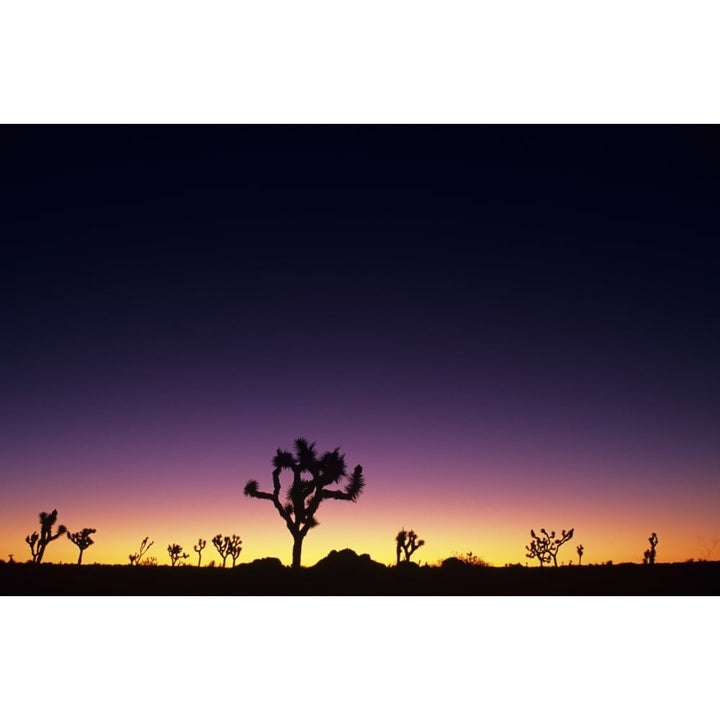 California Mojave Desert Joshua Tree National Park Joshua Trees Silhouetted At Dawn. Poster Print Image 1