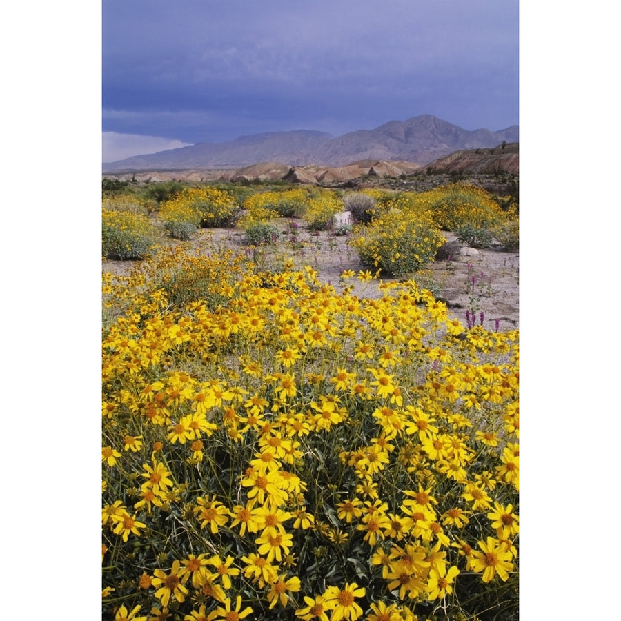 California Anza-Borrego Desert State Park Arroyo Salado Desert Landscape With Image 1