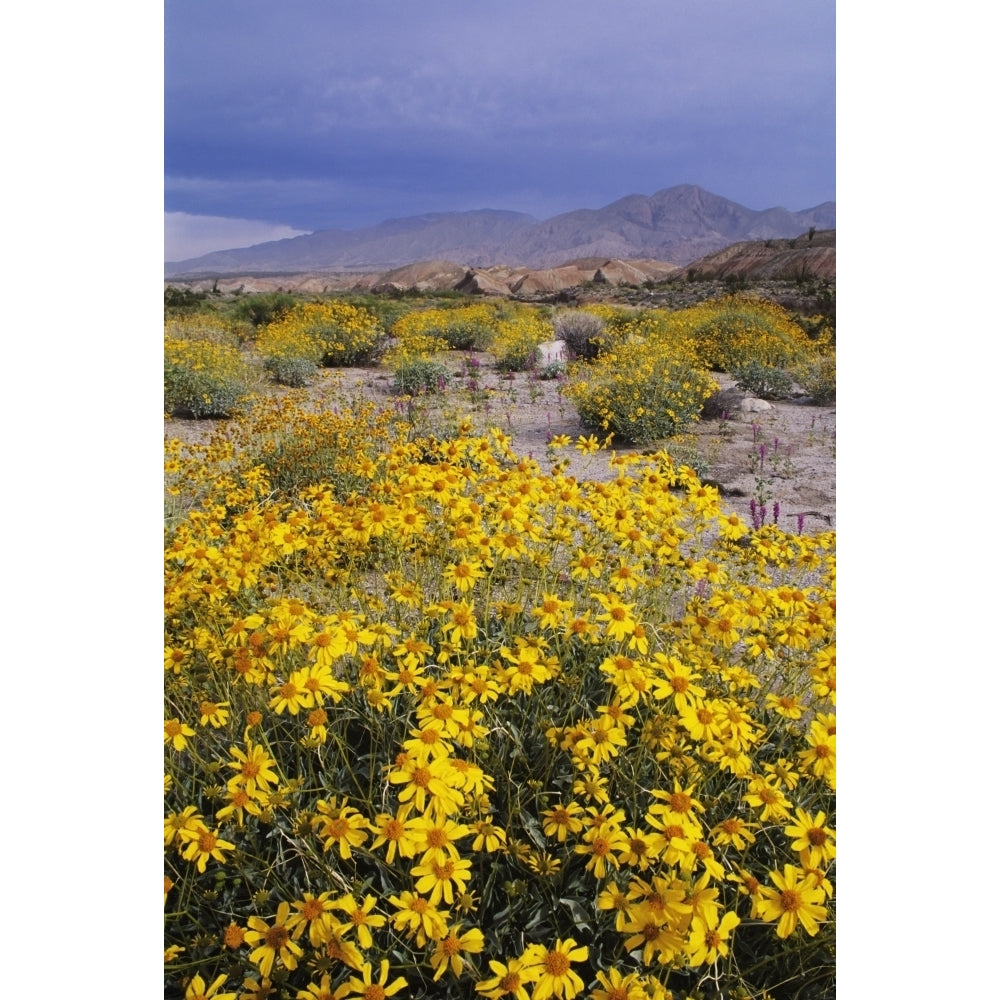 California Anza-Borrego Desert State Park Arroyo Salado Desert Landscape With Image 2