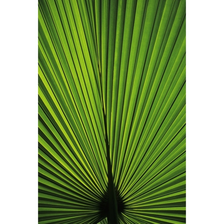 Hawaii Oahu Backlit Fan Palm Leaf. Poster Print Image 1