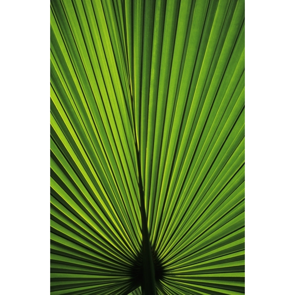 Hawaii Oahu Backlit Fan Palm Leaf. Poster Print Image 2