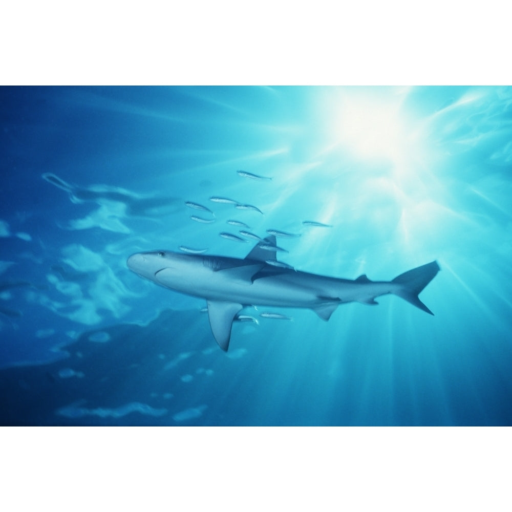 USA ; Hawaii Galapagos Shark With Sunburst In Background Poster Print Image 1