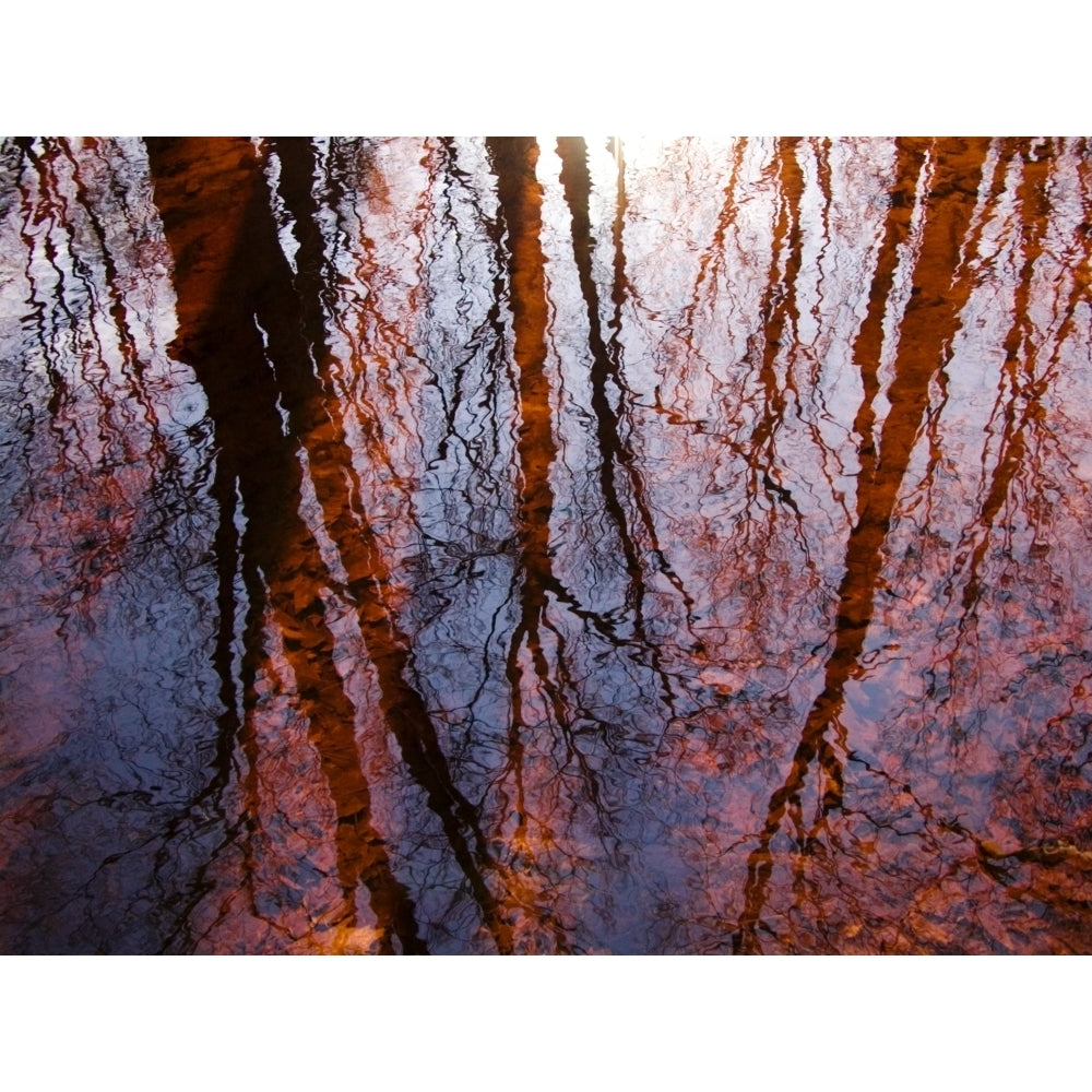 As Above So Below Massachusetts Seekonk Caratunk Wildlife Refuge Tree Reflections On Water. Poster Print Image 1