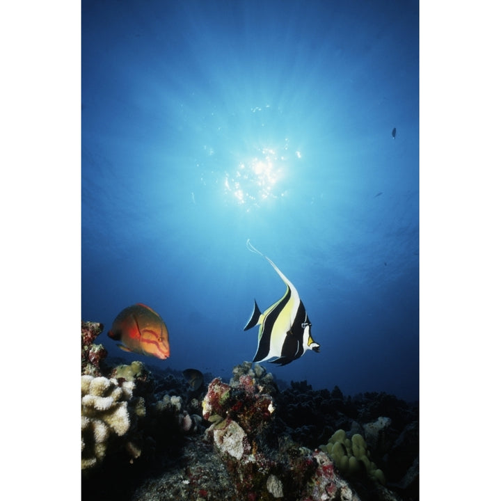 USA With Sunburst; Hawaii Tropical Fish On Reef Poster Print Image 1