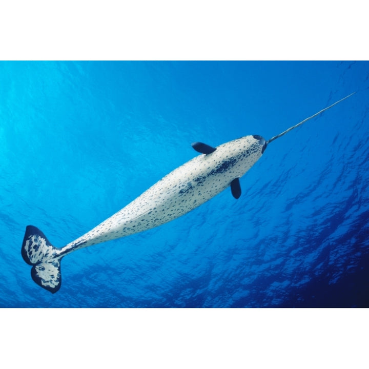 View From Below Male Narwhal In Clear Blue Ocean Water Near Surface Poster Print Image 1