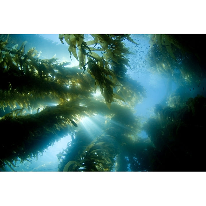 USA California Sunlight streaming through forest of Giant Kelp ; Catalina Island Print Image 2