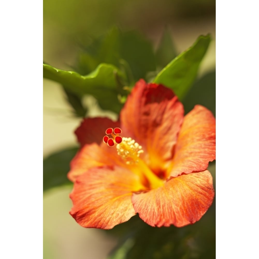 French Polynesia Tahiti Maupiti Hibiscus Flower. Poster Print Image 1