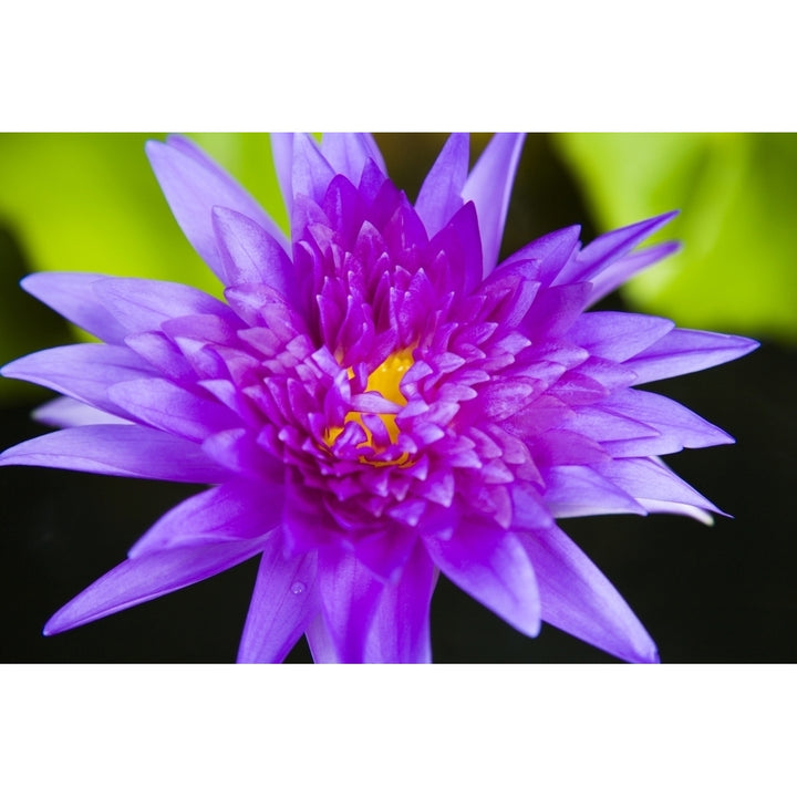 Hawaii Purple Lotus Blossum. Poster Print Image 2