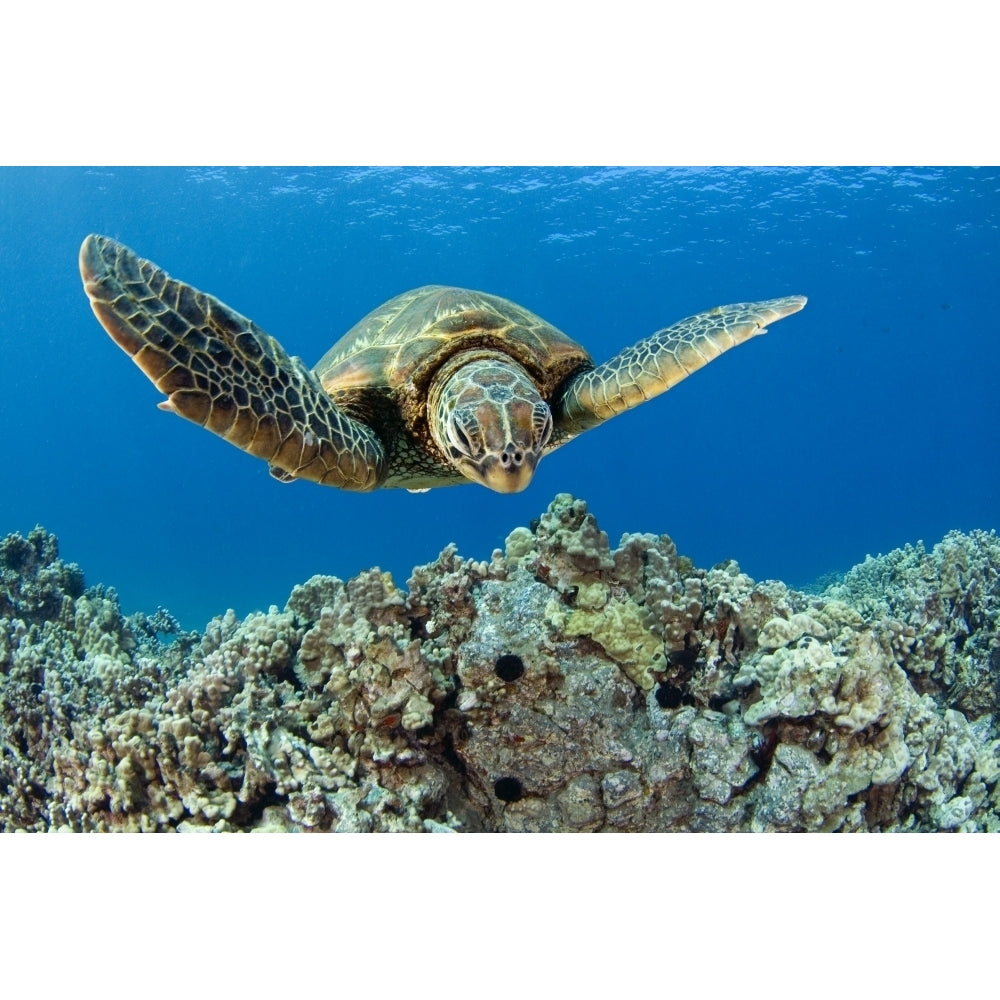 USA Green Sea Turtle ; Hawaii Poster Print Image 2