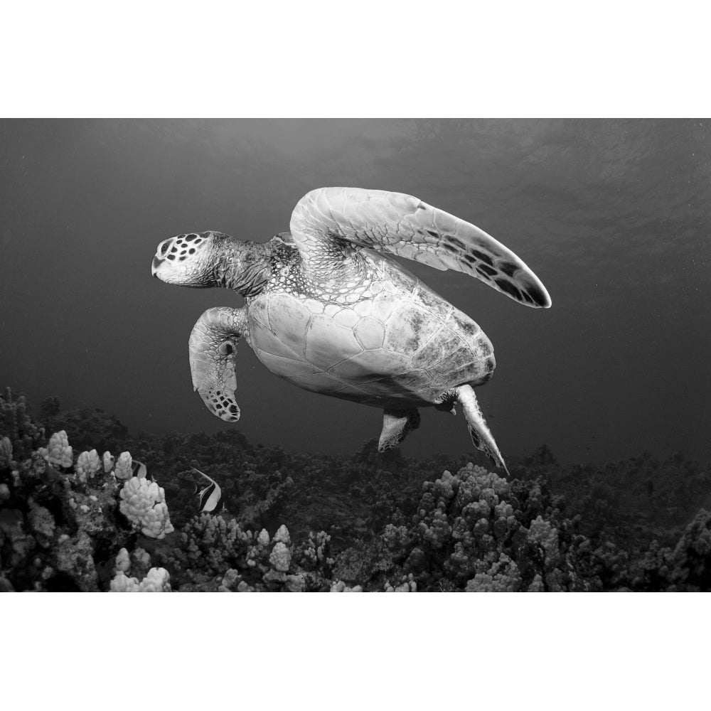 Hawaii Maui Green Sea Turtle Swimming Over Coral Reef . Print Image 2