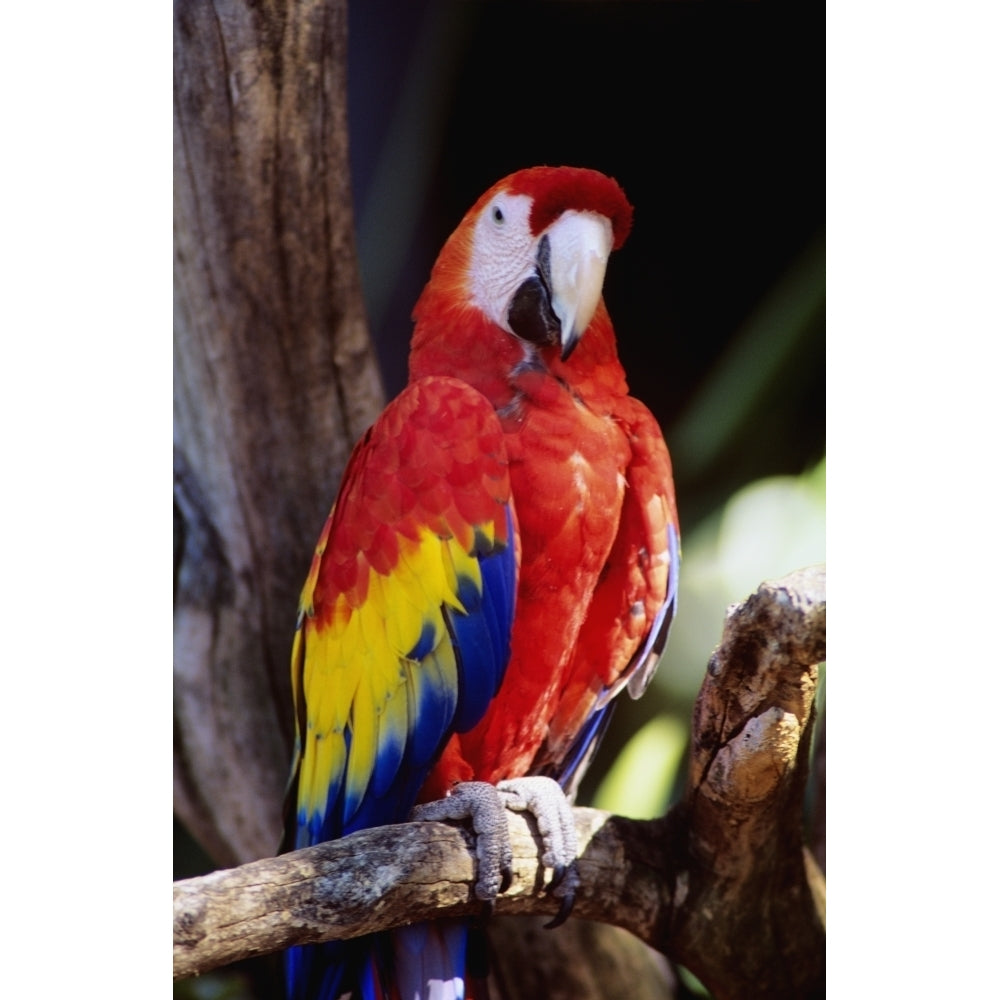 Closeup Of Colourful Red Parrot Standing On Tree Limb. Poster Print Image 1