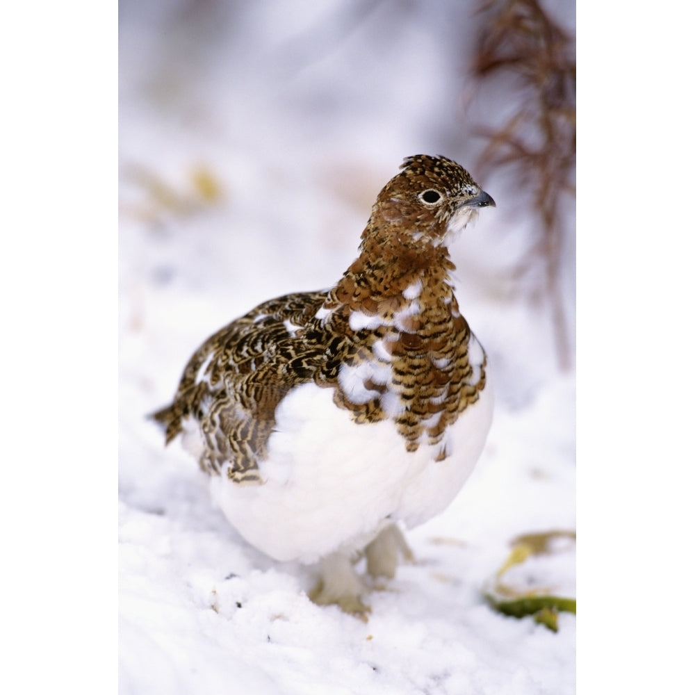 USA Alaska Willow Ptarmigan in snow; Denali National Park Poster Print Image 2