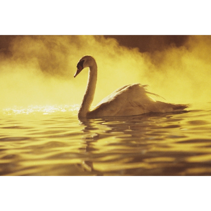 View of single white African Swan in water Poster Print Image 1