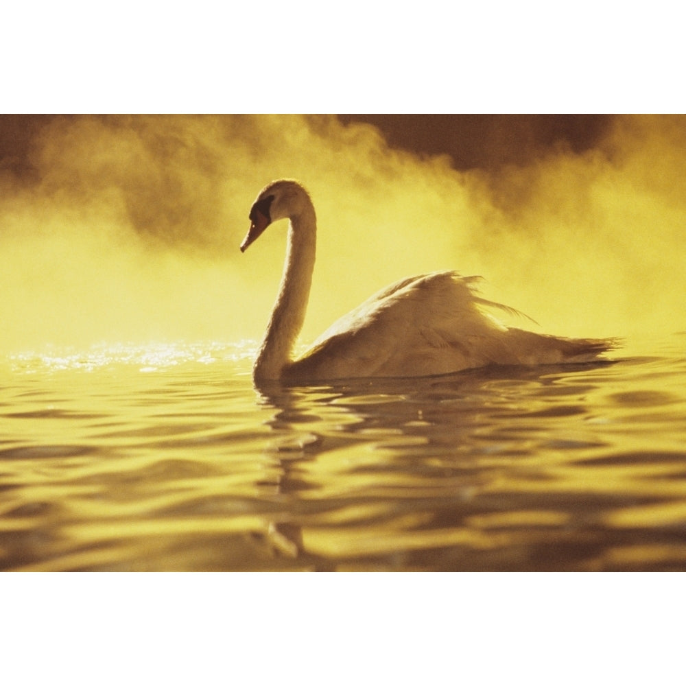 View of single white African Swan in water Poster Print Image 2