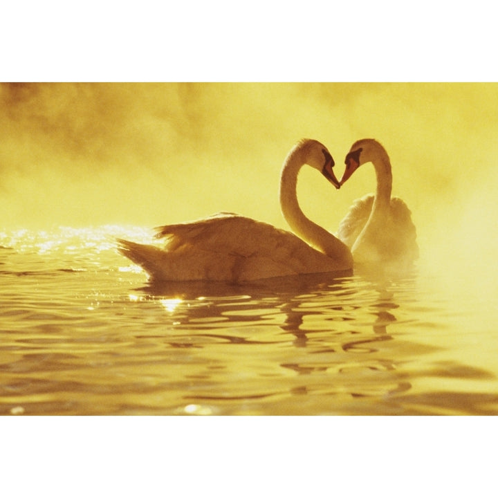 View Of Two African Swans Misty Sunset Romantic Setting Heads Together Ina Heart Shape. Poster Print Image 1