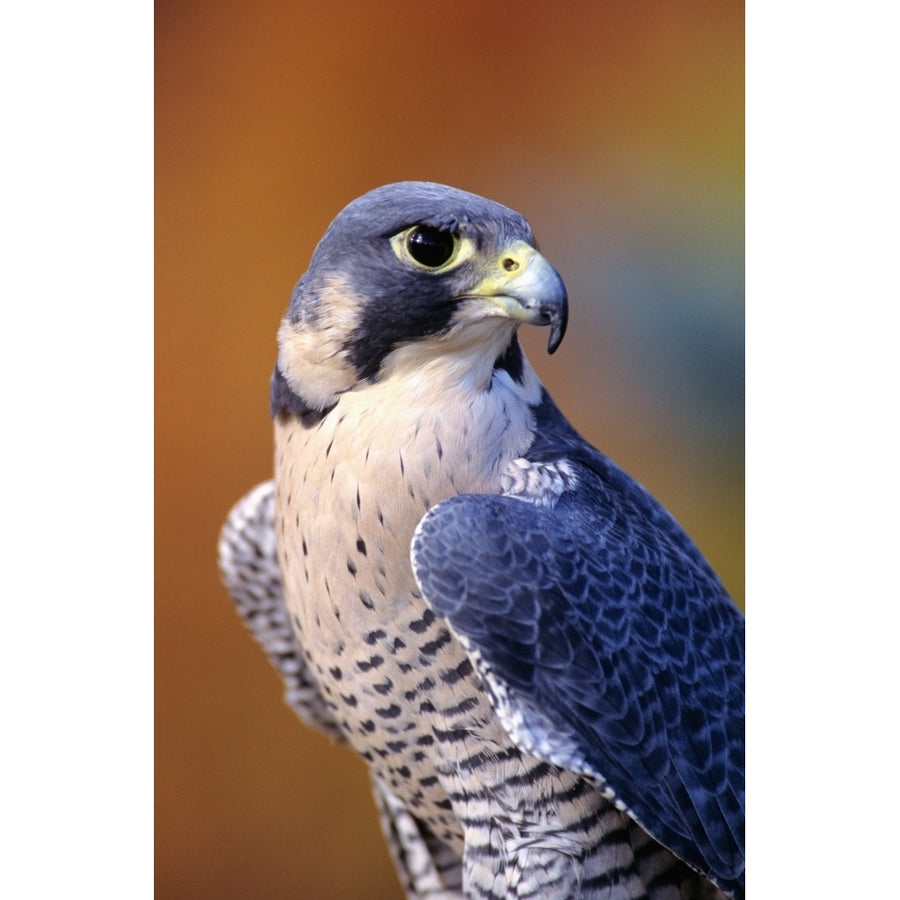 Close up of adult male Peregrine Falcon Poster Print Image 1