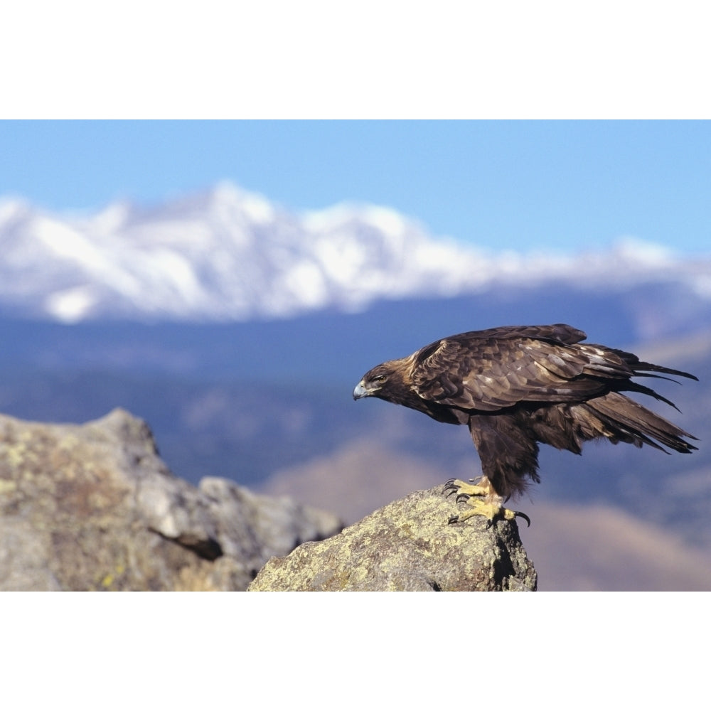 Colorado Roosevelt National Forest Golden Eagle . Poster Print Image 1