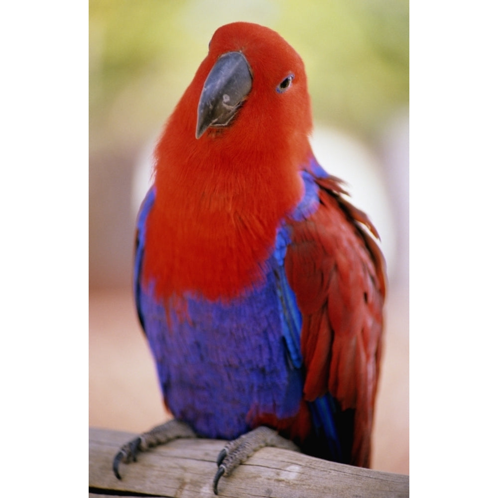 Closeup Of A Colorful Macaw Red And Blue Feathers. Poster Print Image 1