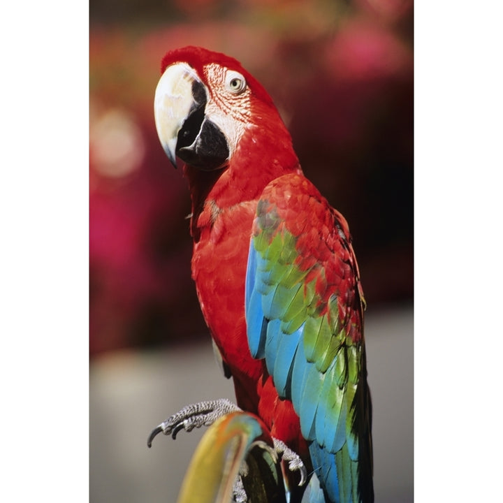 Red Macaw Parrot Closeup. Poster Print Image 1